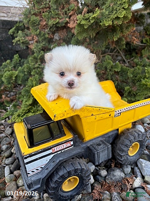 Pomeranian dogs Zeppelin - Ad 1