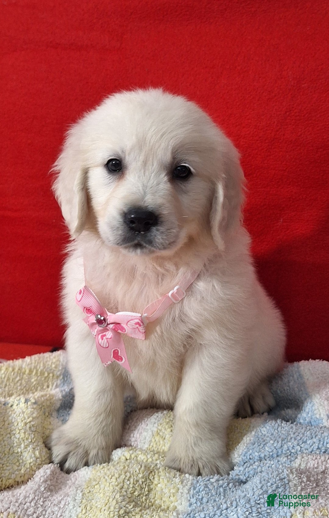 Golden Retriever dogs for sale: Bridget - Ad 3