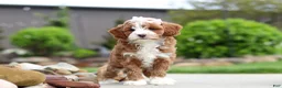 Cavapoo dogs for sale: Peaches - Ad 5
