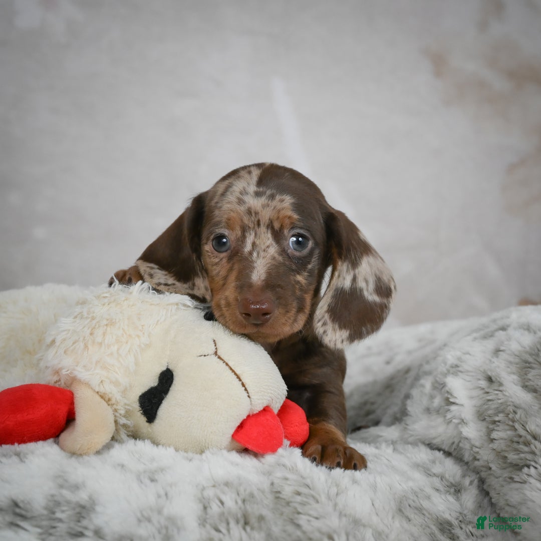 Miniature Dachshund dogs for sale: Hunter - Ad 3