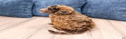 Mixed Breed dogs for sale: Nikki - Ad 6