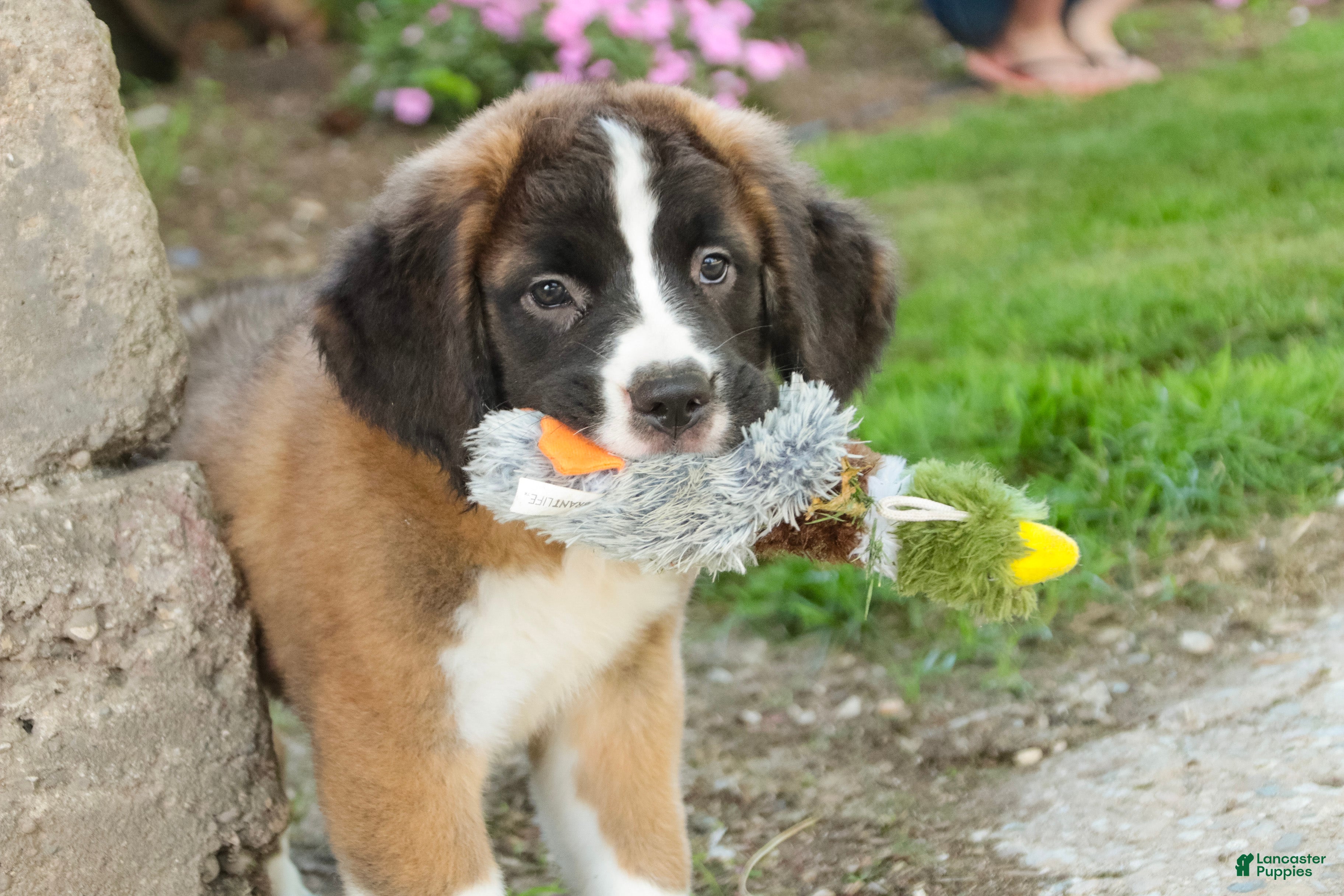 Saint Bernard dogs Wrenly - Ad 1