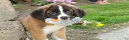 Saint Bernard dogs for sale: Wrenly - Ad 1