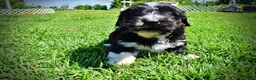Havapoo dogs for sale: Taz - Ad 8