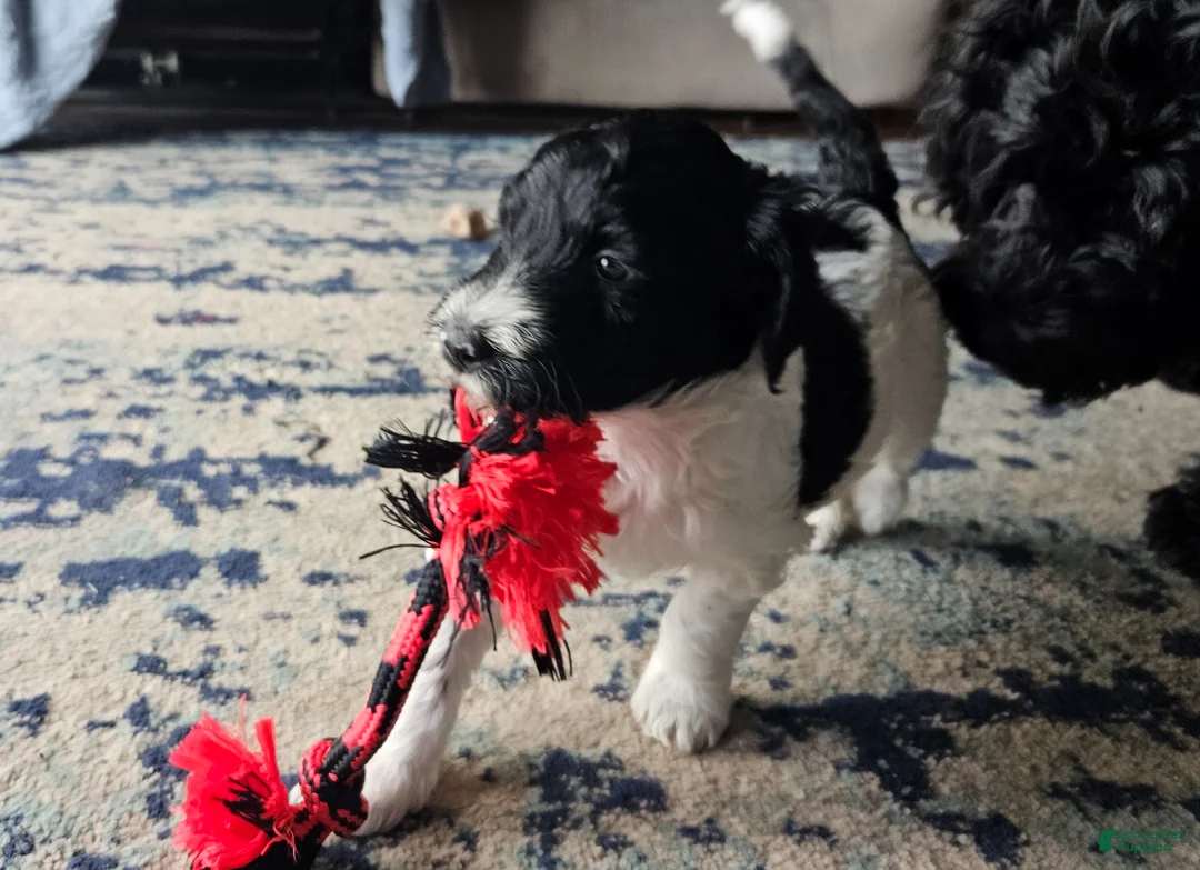 Goldendoodle dogs for sale: Goldendoodle Puppy 6 - Ad 1