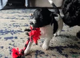Goldendoodle Puppy 6