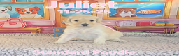 Standard Poodle dogs for sale: Juliet - Ad 1