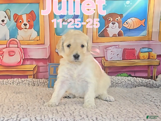 Standard Poodle dogs Juliet - Ad 20
