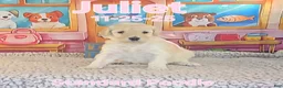 Standard Poodle dogs for sale: Juliet - Ad 1
