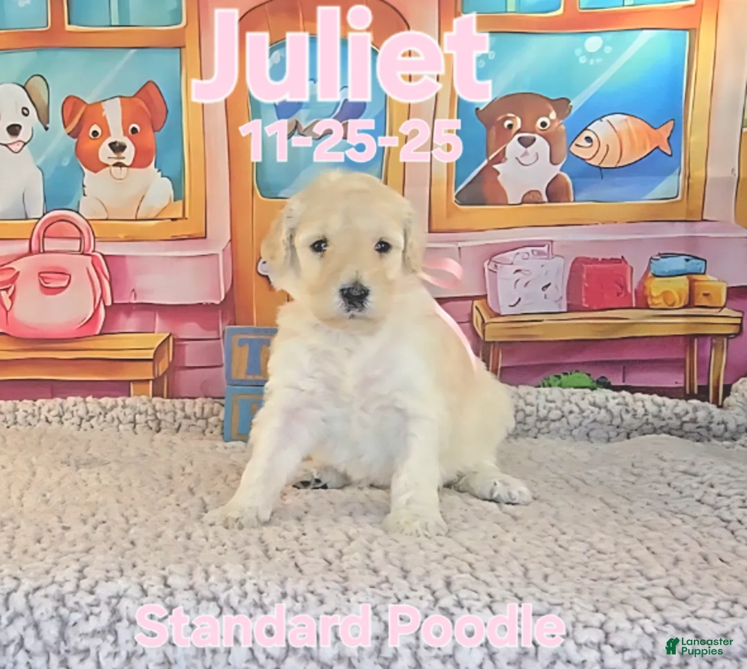 Standard Poodle dogs for sale: Juliet - Ad 1