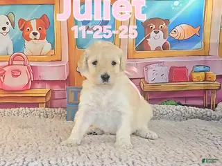 Standard Poodle dogs Juliet - Ad 20