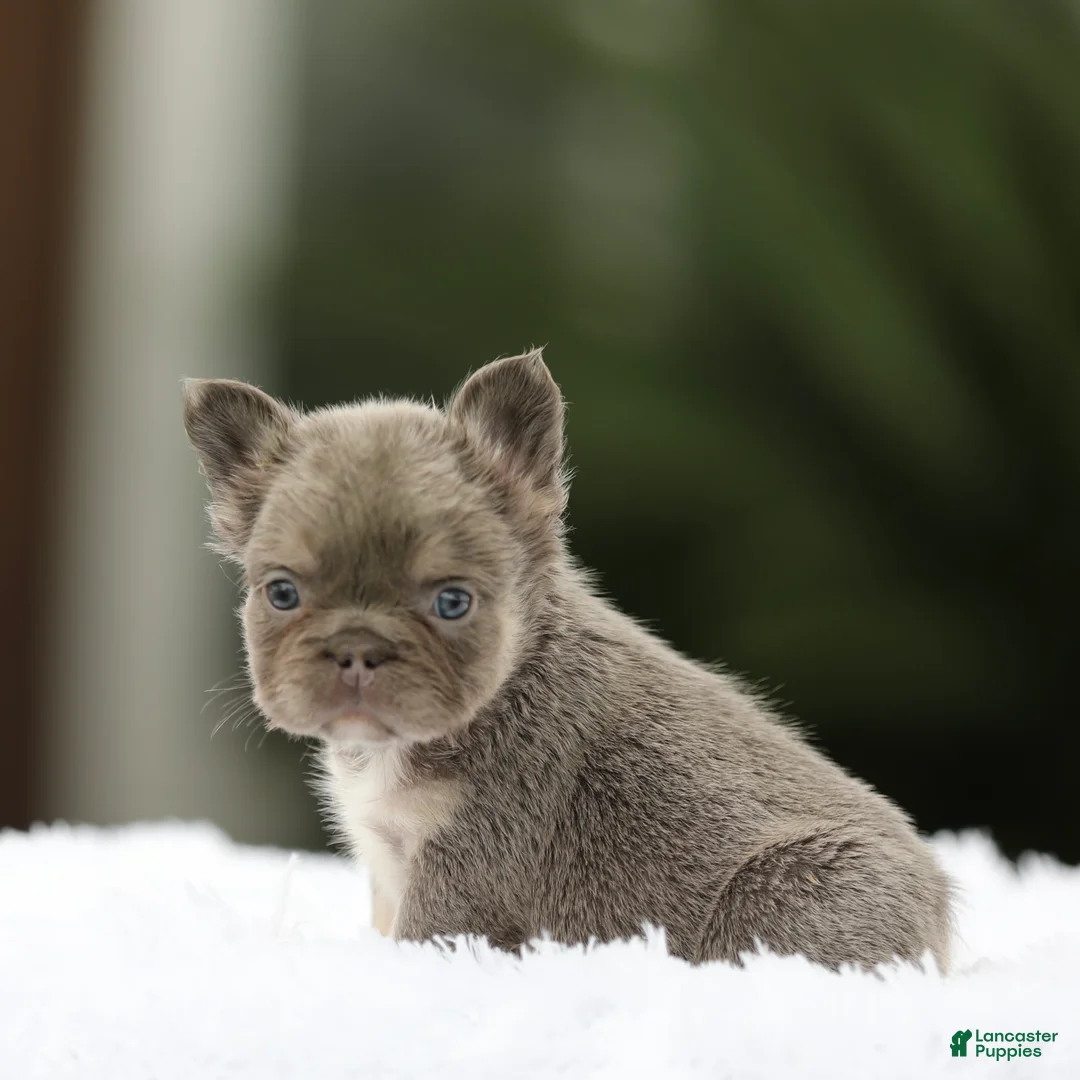 French Bulldog dogs for sale: French Bulldog Puppy 3 - Ad 2