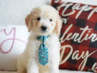 Goldendoodle dogs Goldendoodle Puppy 2 - Ad 4