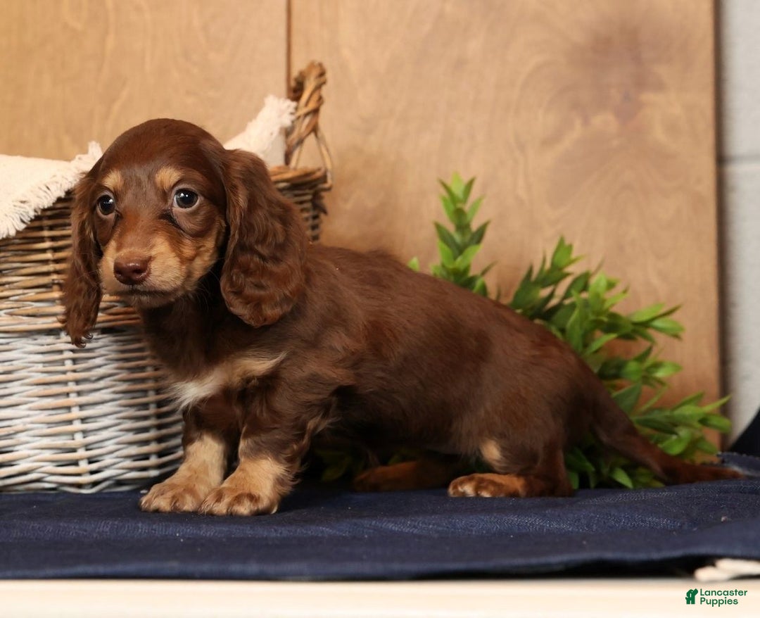 Miniature Dachshund dogs for sale: Abbi - Ad 3