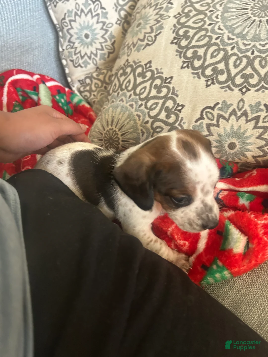 Miniature Dachshund dogs for sale: Miniature Dachshund Puppy 4 - Ad 2
