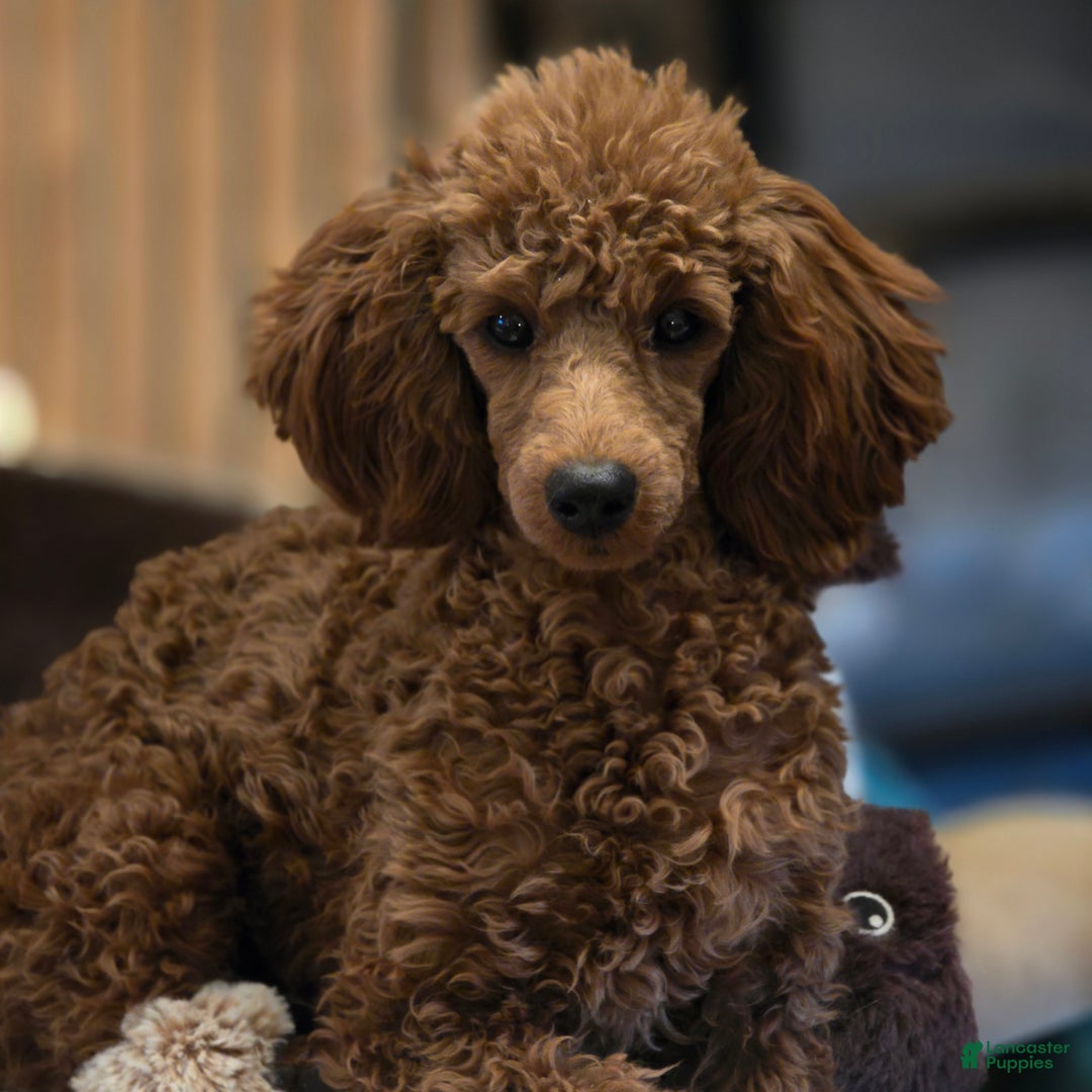 Miniature Poodle dogs for sale: AKC Miniature Poodle Puppy Dark Green - Ad 7