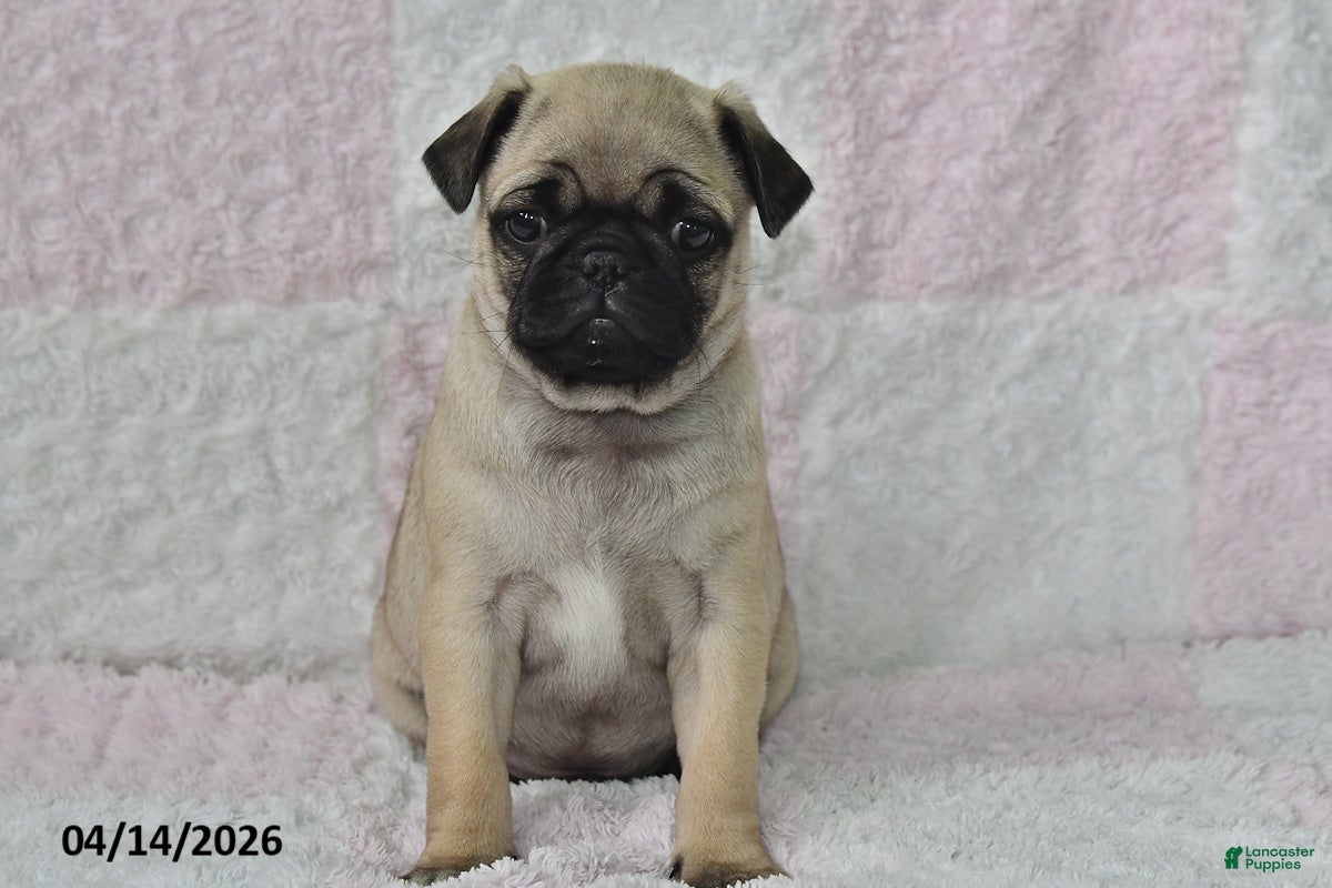 Pug dogs Smokey - Ad 2