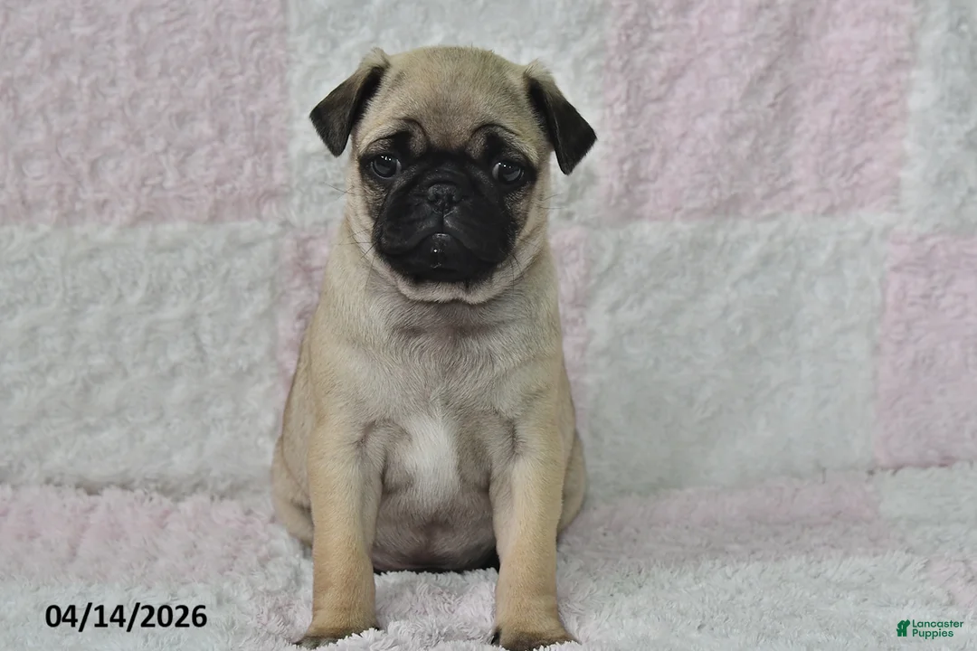 Pug dogs for sale: Smokey - Ad 2