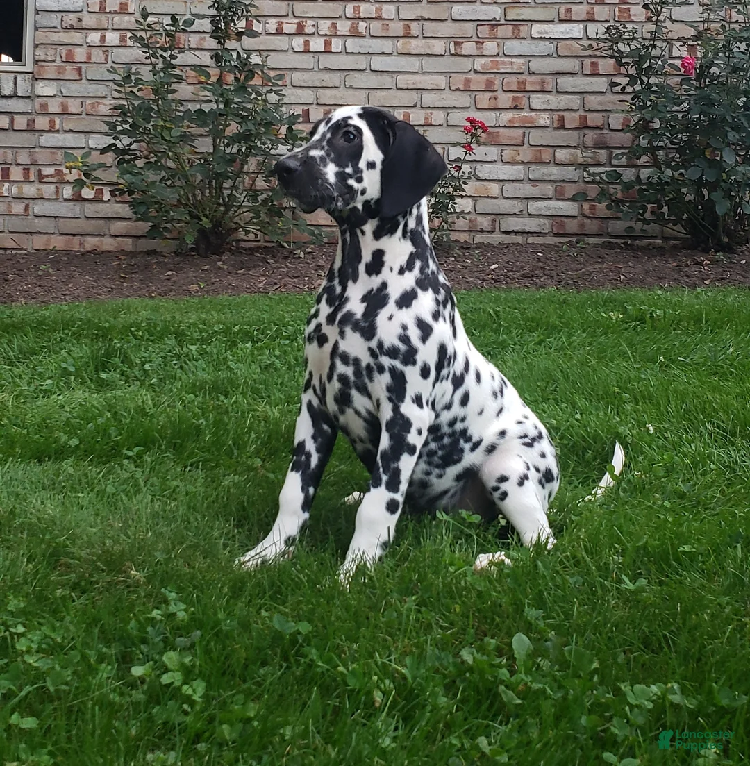 Dalmatian dogs for sale: Spot Female AKC Dalmatian  - Ad 2