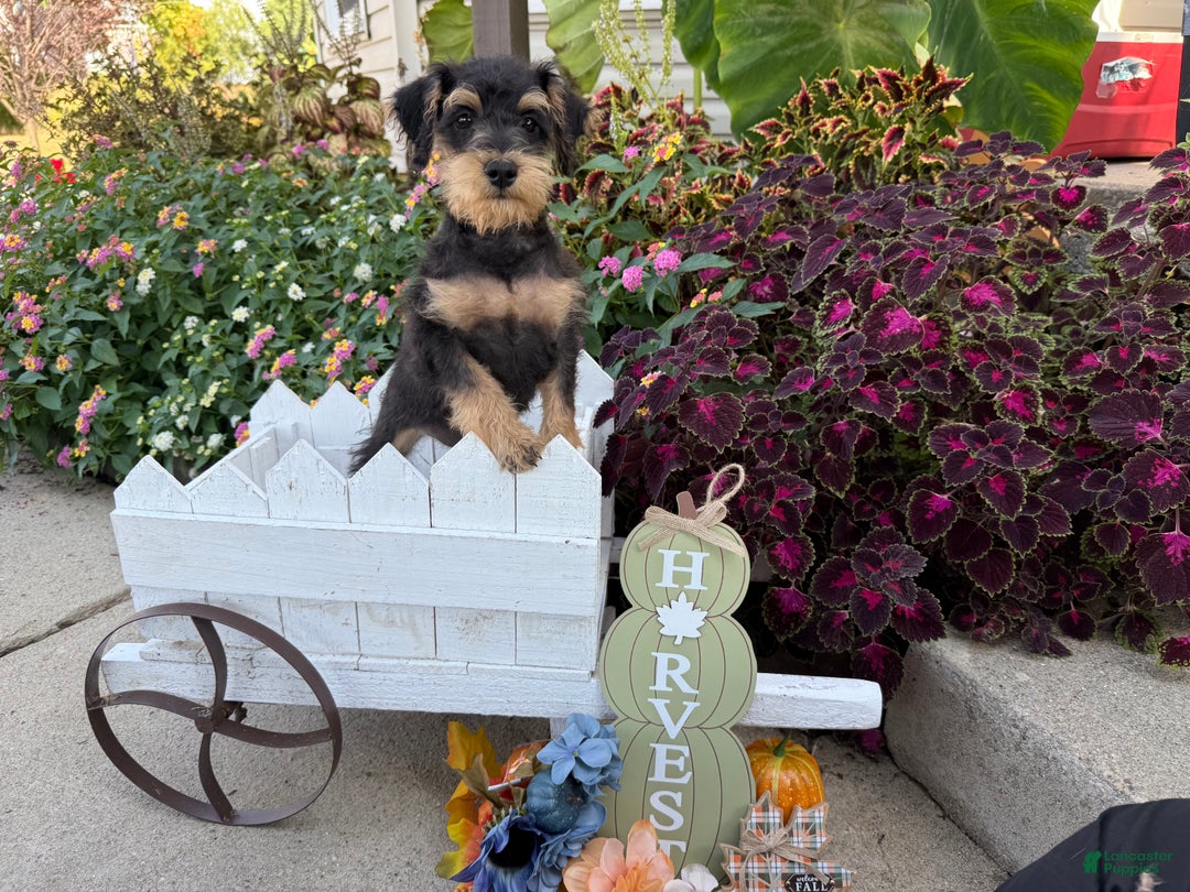 Schnoodle dogs for sale: Isaiah - Ad 42