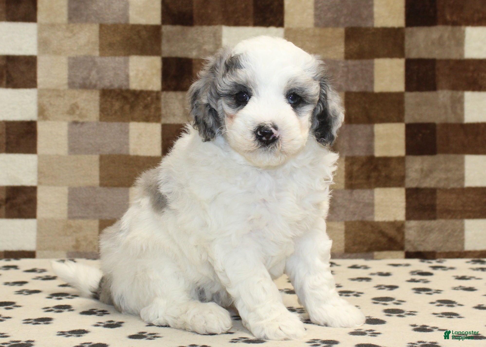Mini Bernedoodle dogs Donny - Ad 39