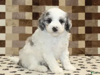 Mini Bernedoodle dogs Donny - Ad 39