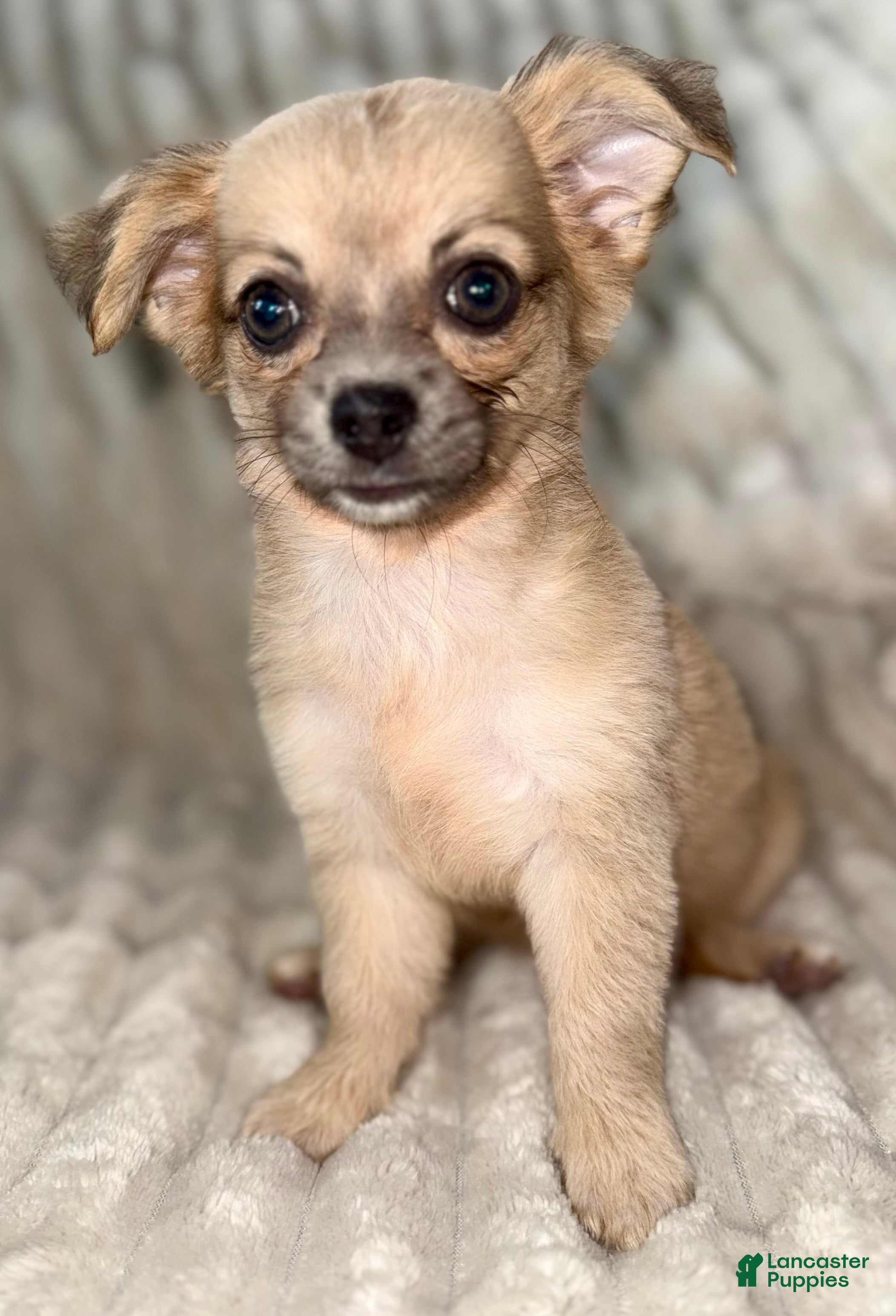 Chihuahua dogs May - Ad 2