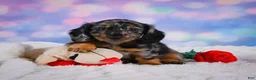 Miniature Dachshund dogs for sale: Rain - Ad 5