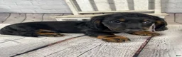 Miniature Dachshund dogs for sale: Brody - Ad 7