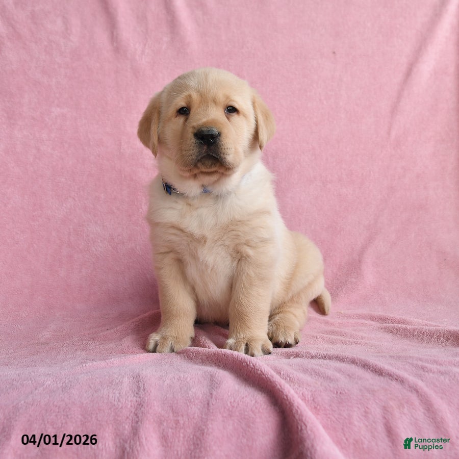 Labrador Retriever dogs for sale: Ivan - Ad 4