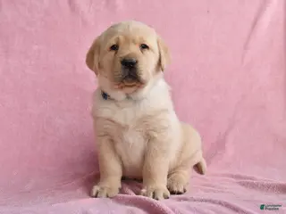 Labrador Retriever dogs for sale: Ivan - Ad 4