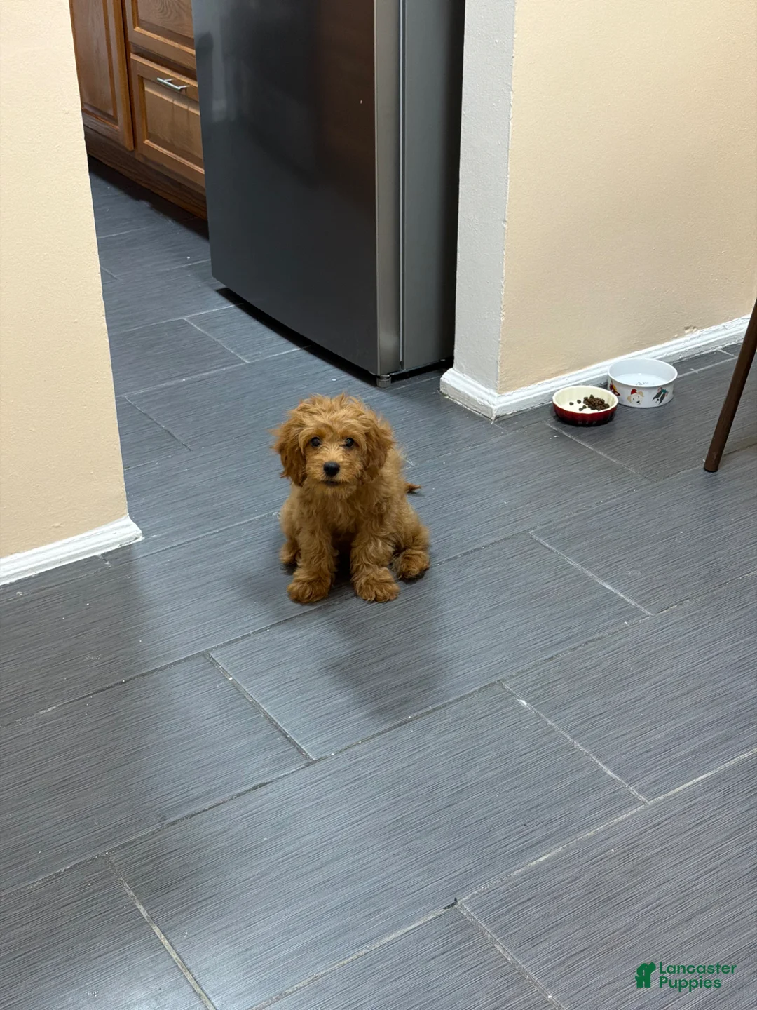 Cavapoo dogs for sale: Cavapoo Puppy 1 - Ad 5
