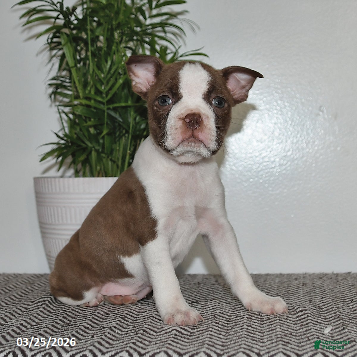 Boston Terrier dogs Penny - Ad 2