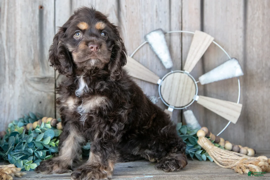 Cocker Spaniel dogs for sale: Daisy - Ad 3