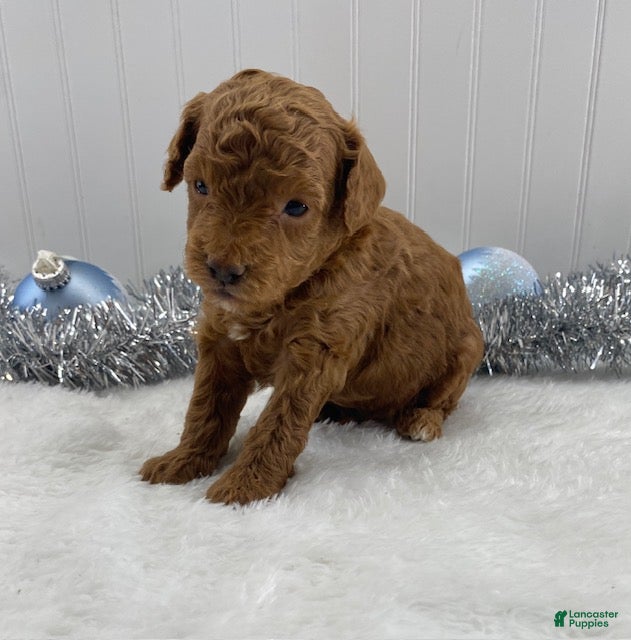 Toy Poodle dogs Reggie - Ad 21