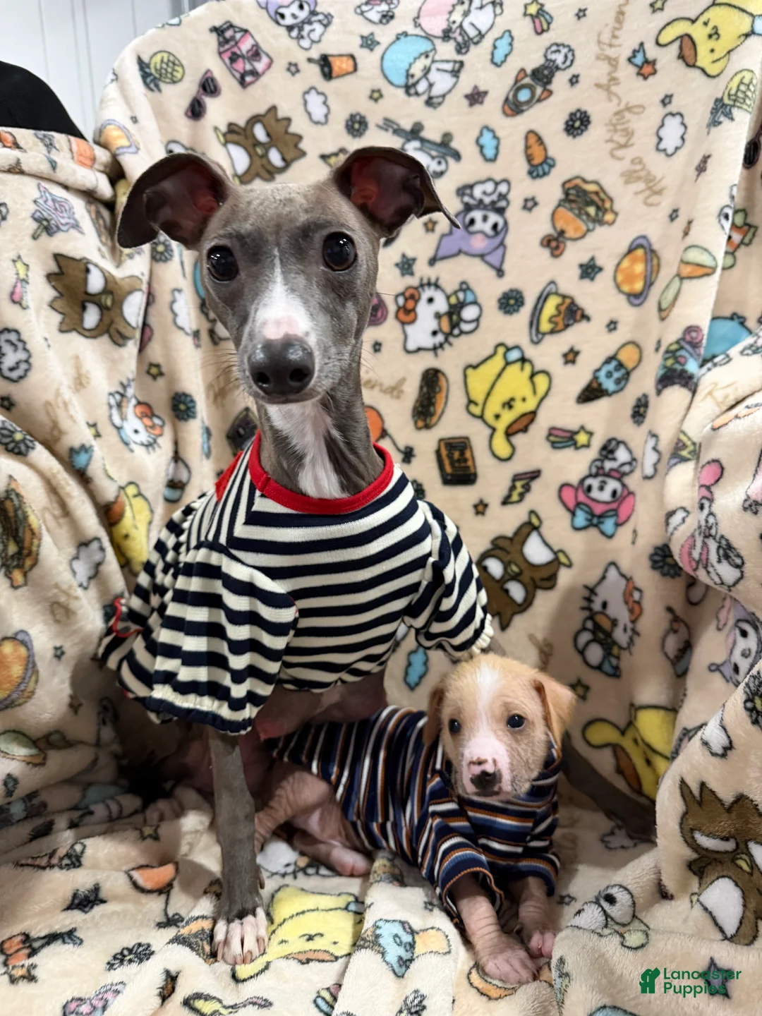 Mixed Breed dogs for sale: Mixed Breed Puppy 3 - Ad 4