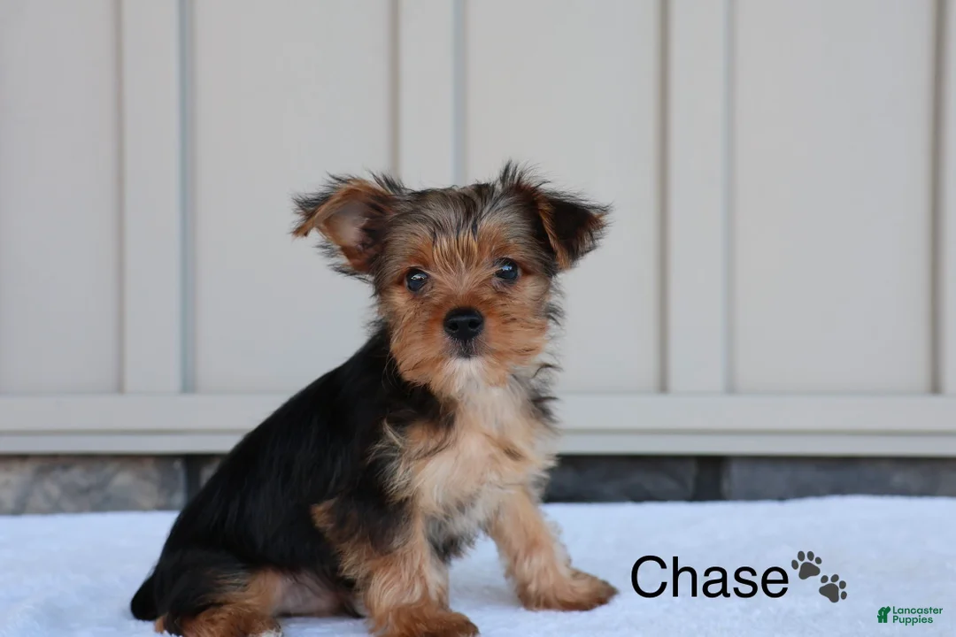 Yorkshire Terrier dogs for sale: Chase - Ad 1