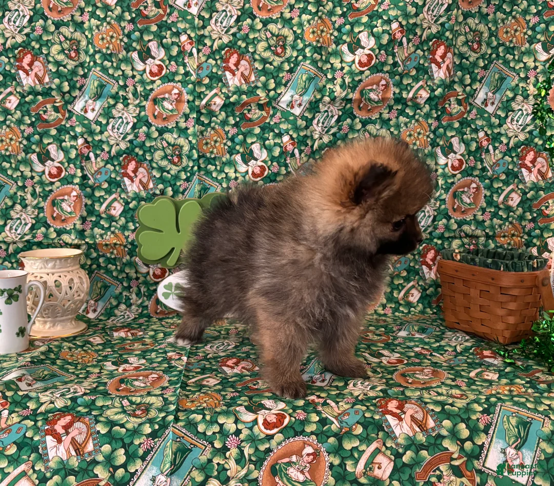 Pomeranian dogs for sale: Hank - Ad 9