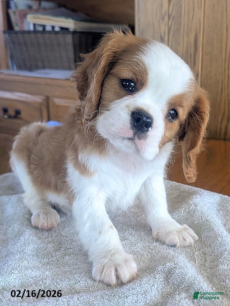 Cavalier King Charles Spaniel dogs Oregano - Ad 1