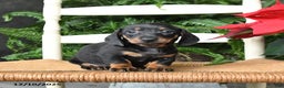 Miniature Dachshund dogs for sale: Dasher - Ad 2