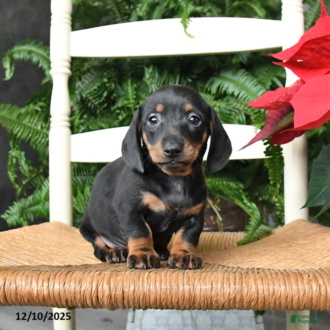 Miniature Dachshund dogs for sale: Dasher - Ad 2
