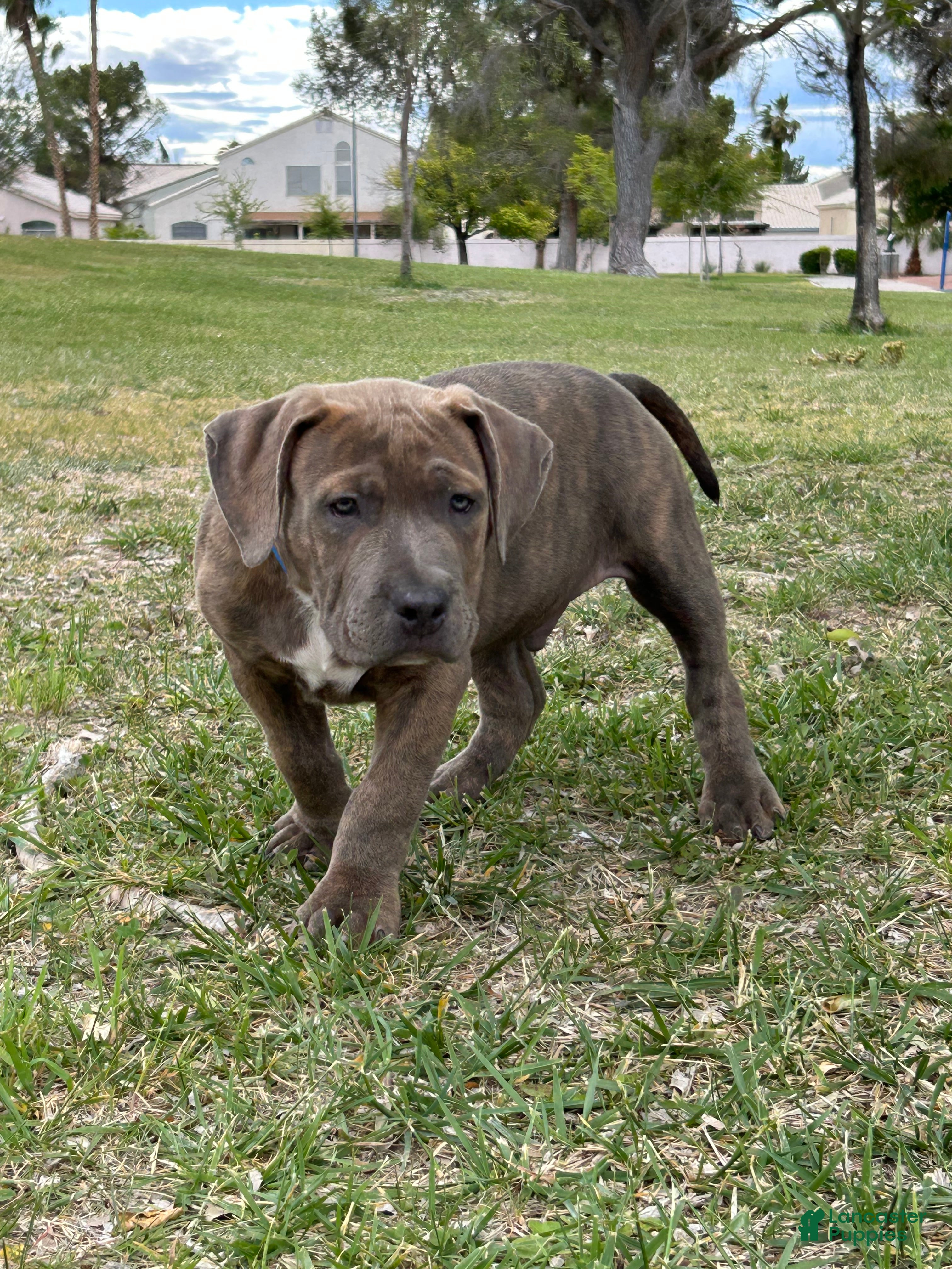 American Bully dogs GLACIUS - Ad 13