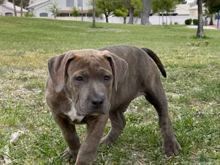 American Bully dogs GLACIUS - Ad 13