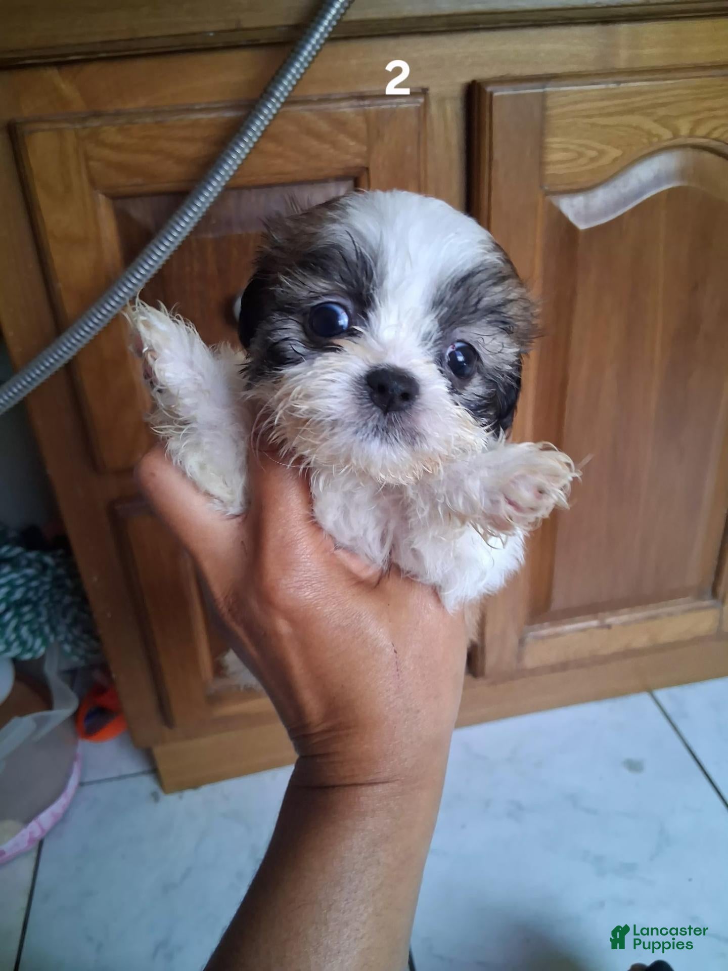 Shih Tzu dogs Shih Tzu 2 - Ad 2
