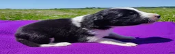Border Collie dogs for sale: Piper - Ad 29
