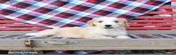 Mini Bernedoodle dogs for sale: Sky - Ad 3