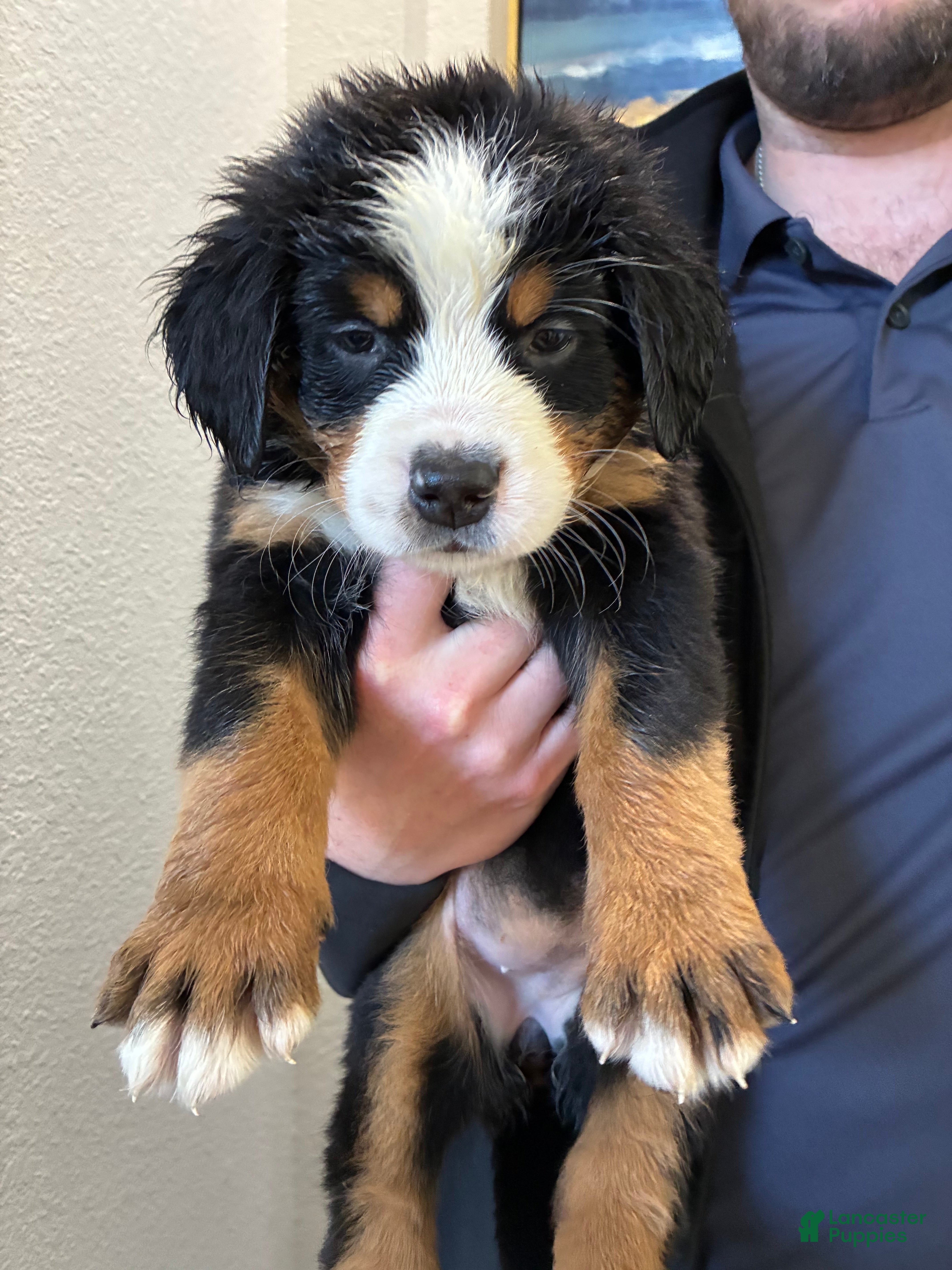 Bernese Mountain Dog dogs Bernese Mountain Dog Puppy 1 - Ad 1