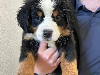 Bernese Mountain Dog dogs Bernese Mountain Dog Puppy 1 - Ad 1