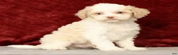 Cavapoo dogs for sale: Wilson - Ad 6