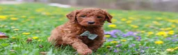 Goldendoodle dogs for sale: Benson F1b - Ad 2